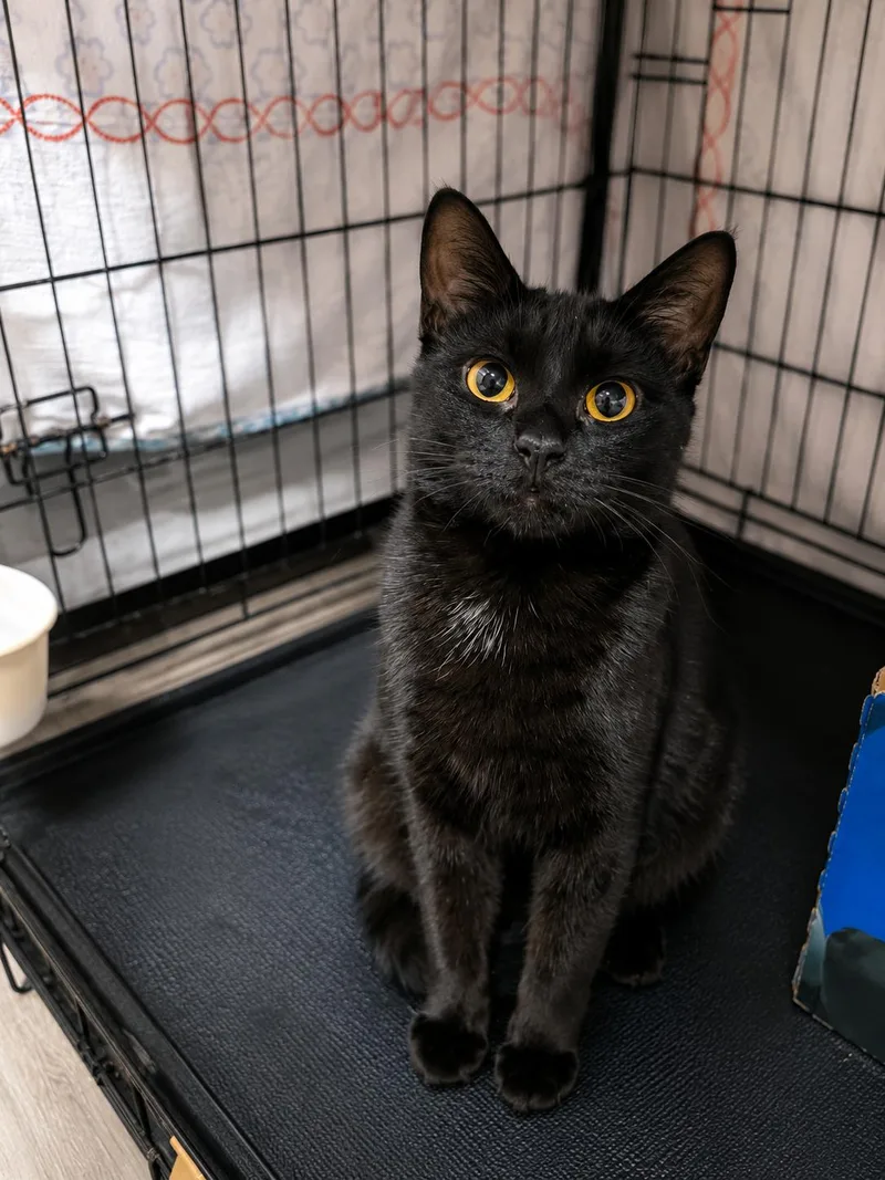 A young small-sized female Black Domestic Short Hair cat named Salem for adoption in Stamford, CT