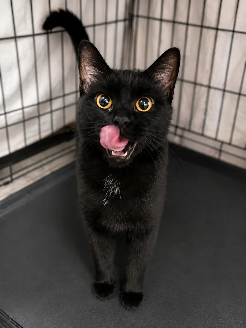Salem thumbnail 2