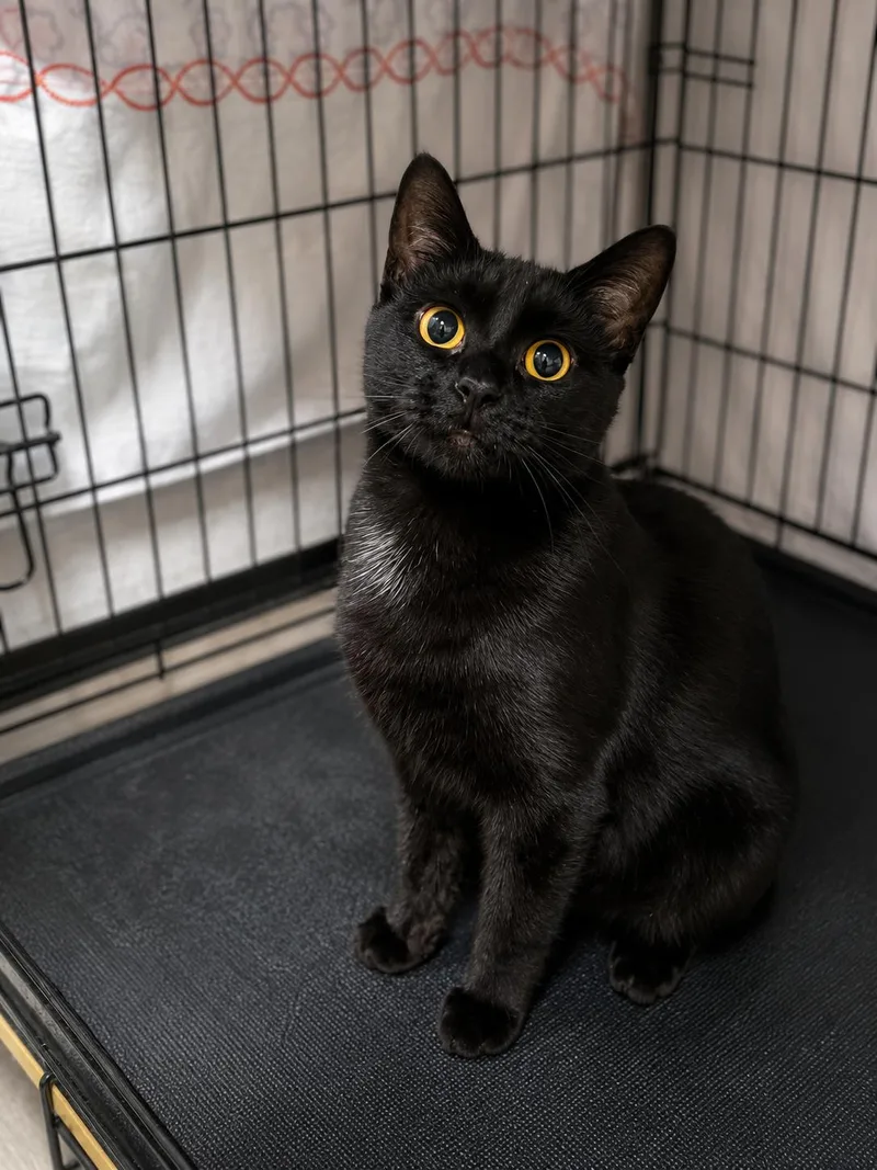 Salem thumbnail 3
