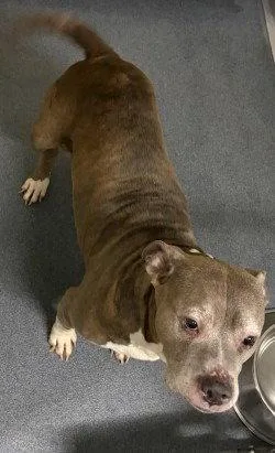 An adult large-sized female Pit Bull Terrier dog named Di  Belle for adoption in Glen Allen, VA