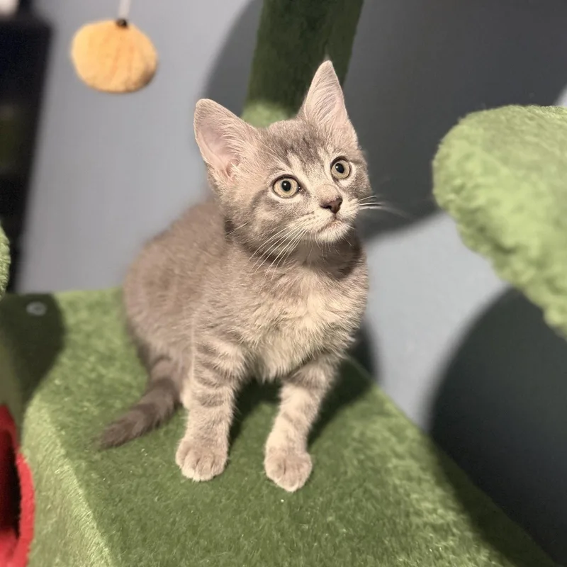 A baby small-sized female Gray / Blue / Silver Domestic Short Hair cat named Halaena for adoption in St. Cloud, FL