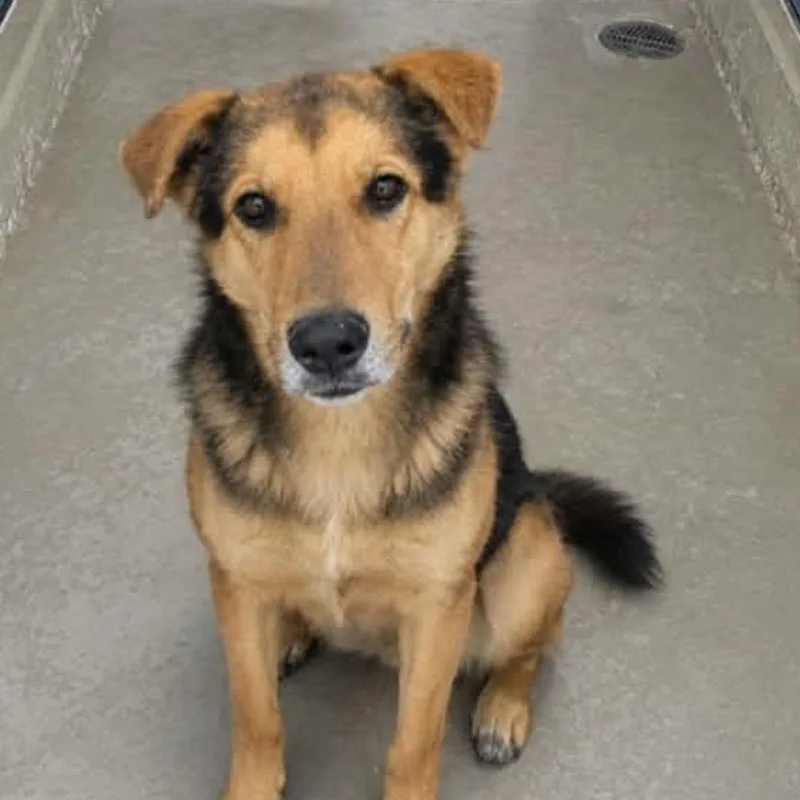 An adult medium-sized male Shepherd dog named Sandman for adoption in Kingman, AZ