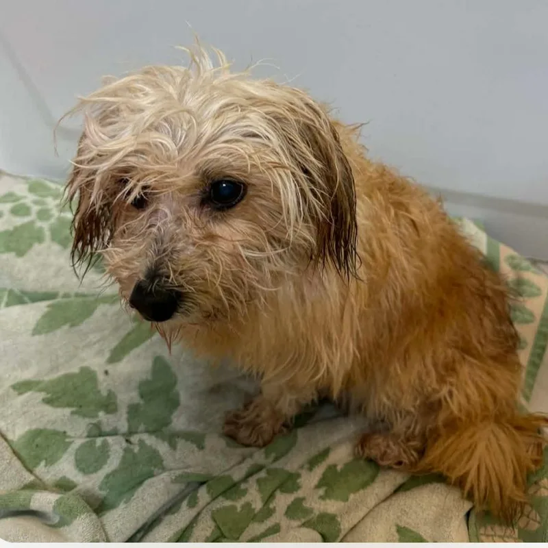 An adult small-sized female Yellow / Tan / Blond / Fawn Maltese dog named Coral for adoption in Houston, TX