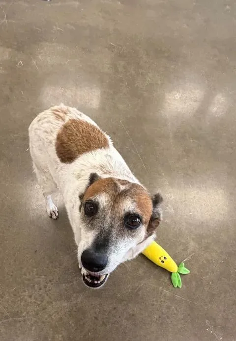 A senior medium-sized female White / Cream Australian Shepherd dog named Baby Girl for adoption in Port Lavaca, TX
