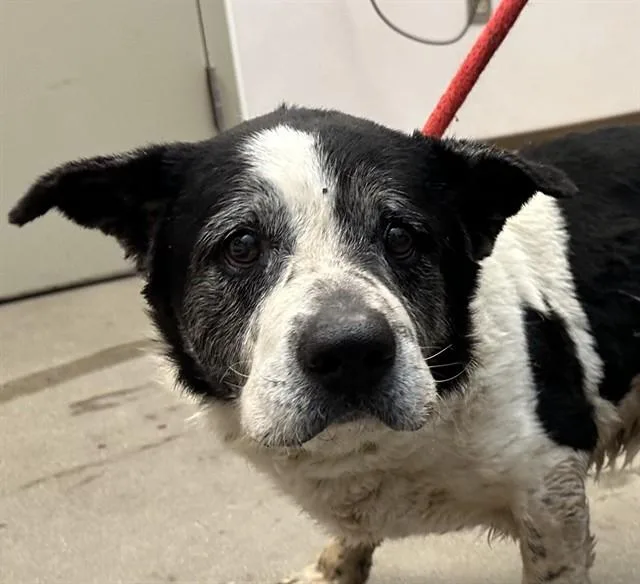 An adult medium-sized male Cardigan Welsh Corgi dog named Rootbeer for adoption in Tucson, AZ