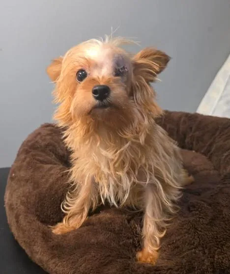 A young small-sized female Apricot / Beige Yorkshire Terrier dog named Foxy for adoption in Manvel, TX
