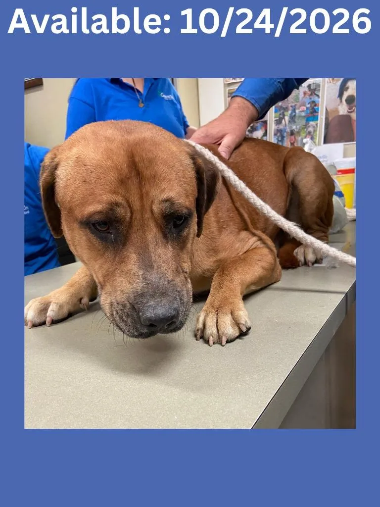 An adult medium-sized male Catahoula Leopard Dog dog named Dog Kennel for adoption in Greenville, TX