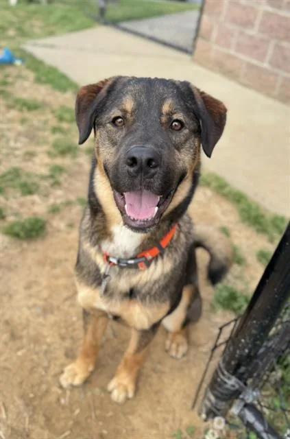 A young medium-sized male German Shepherd Dog dog named Bebe for adoption in Haw River, NC