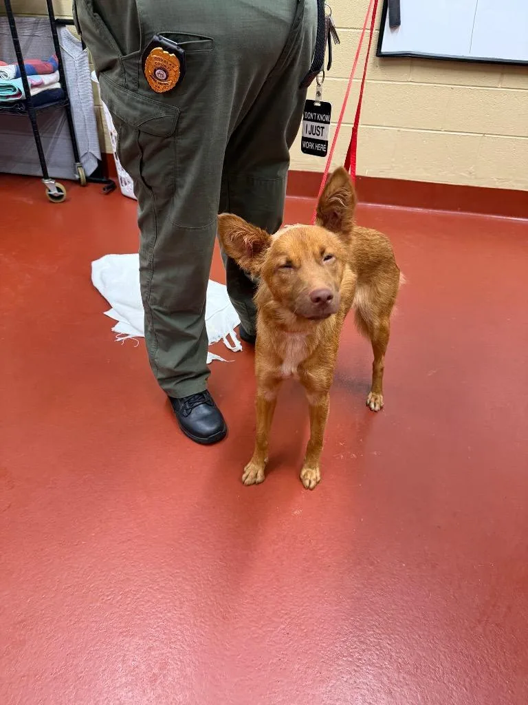 A young medium-sized female Mixed Breed dog named Sandyfox for adoption in Douglasville, GA