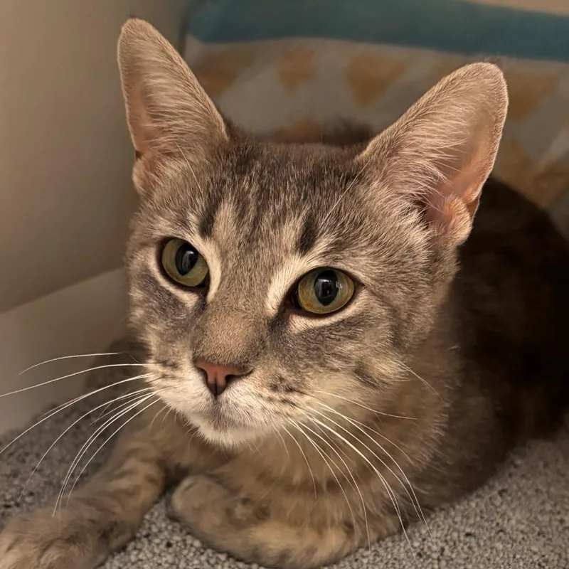 A young medium-sized female Gray / Blue / Silver Domestic Short Hair cat named Luna for adoption in Naperville, IL