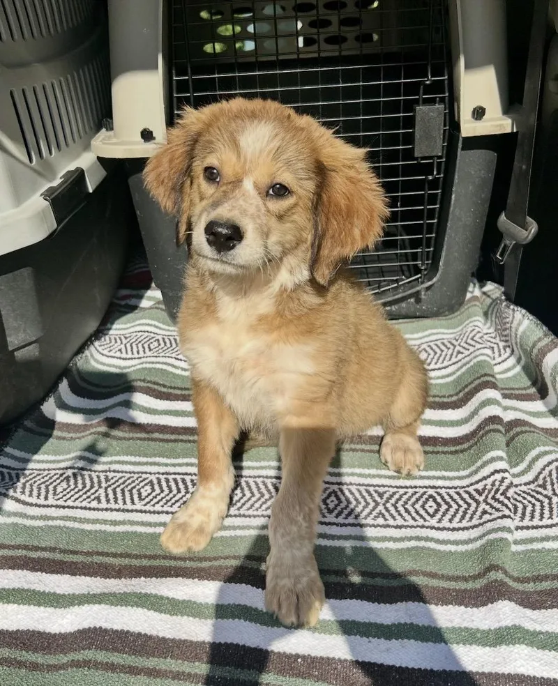 A baby medium-sized female Mixed Breed dog named Aubree for adoption in Toms River, NJ