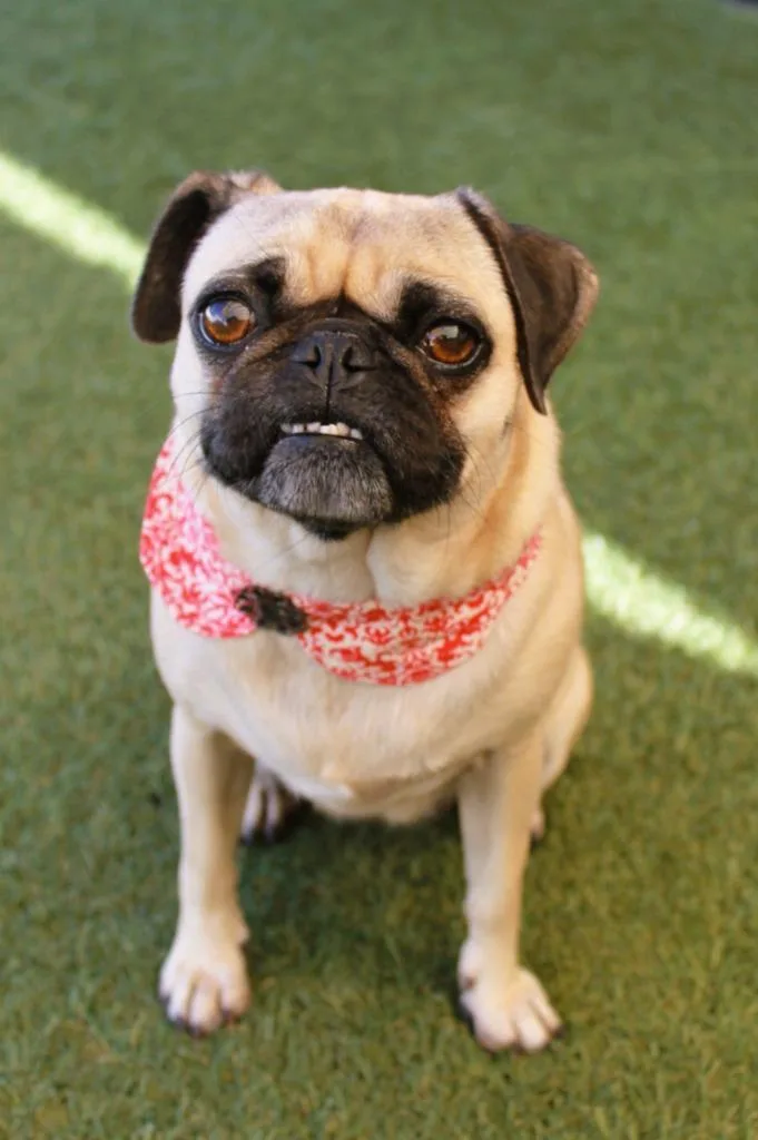 A young small-sized female Pug dog named Ida for adoption in Gardena, CA