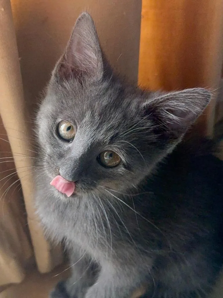 A baby small-sized male Domestic Short Hair cat named Cole for adoption in Wintersville, OH