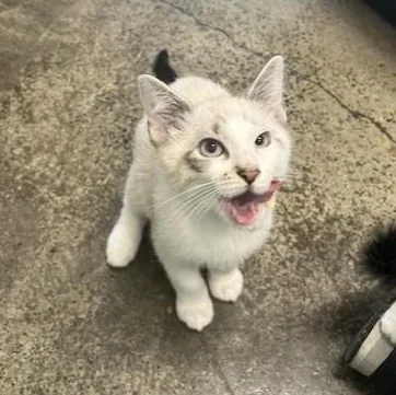 A baby medium-sized male Tabby (Gray / Blue / Silver) Domestic Short Hair cat named Sneaker for adoption in Portland, OR