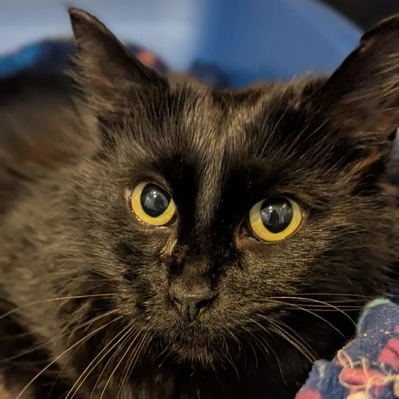 A young medium-sized female Black Domestic Long Hair cat named Azalea for adoption in Fenton, MI