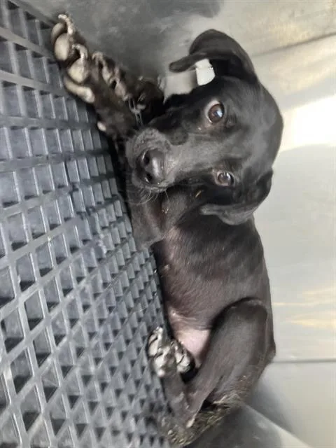 A young medium-sized male Mixed Breed dog named Nyx for adoption in Dallas, TX