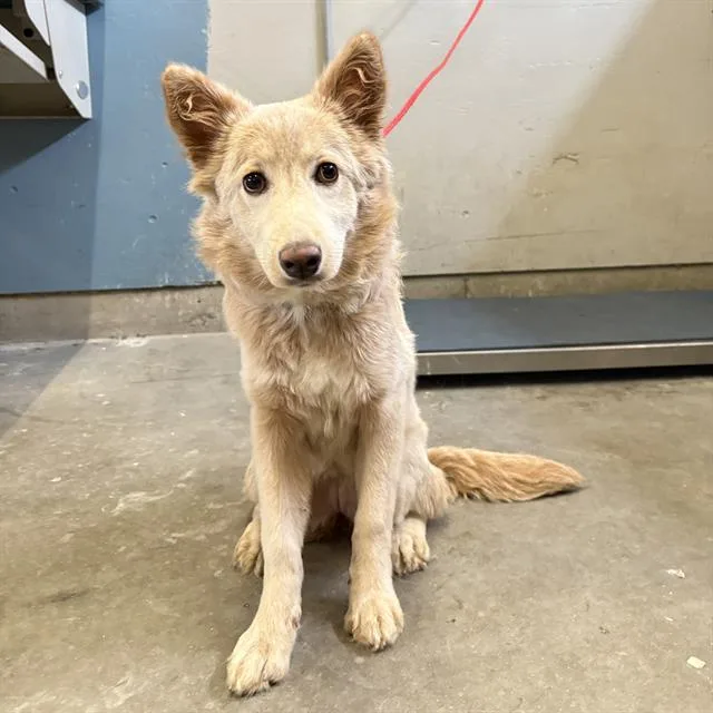 A young medium-sized female Australian Shepherd dog named Gidget for adoption in Camarillo, CA