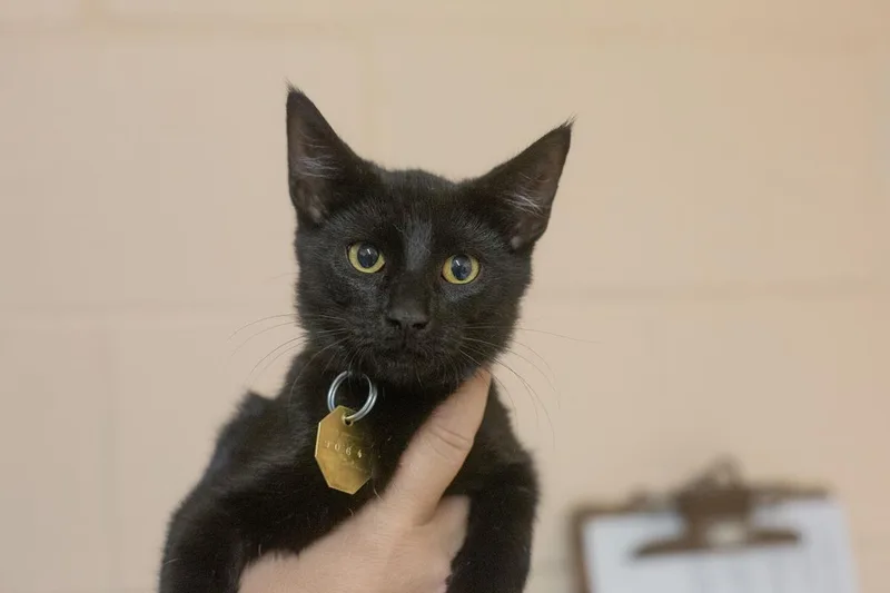 A baby small-sized female Domestic Short Hair cat named Lola for adoption in Mountain Home, AR