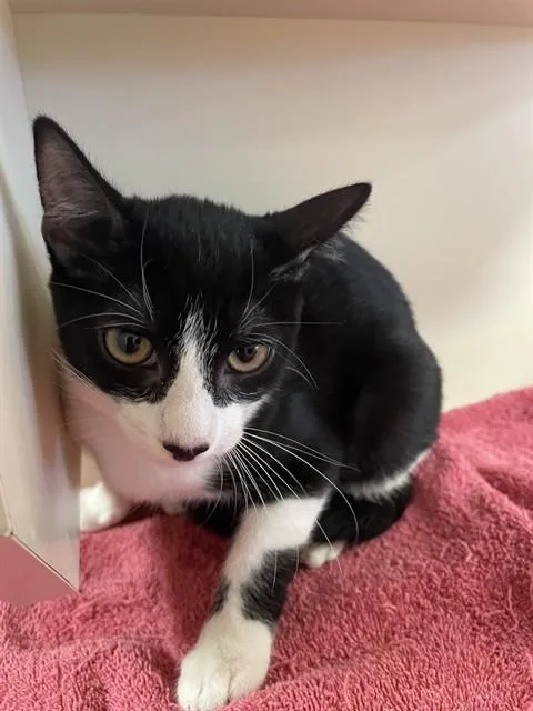 A baby small-sized female Domestic Short Hair cat named Betty for adoption in Thousand Palms, CA