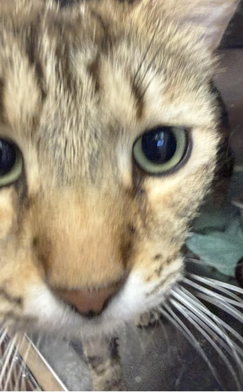 An adult large-sized male Brown / Chocolate Domestic Short Hair cat named Spencer Laveen for adoption in Chandler, AZ