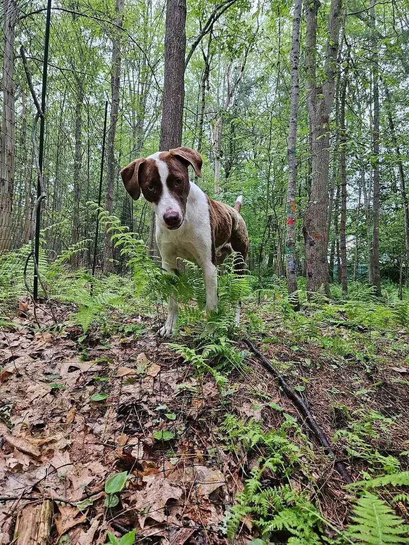Patches  In Maine thumbnail 3