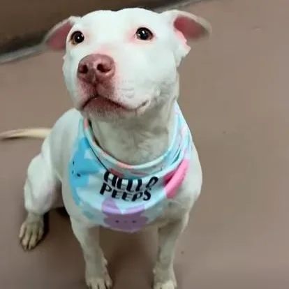 A young medium-sized female White / Cream American Staffordshire Terrier dog named Brea for adoption in Chicago, IL