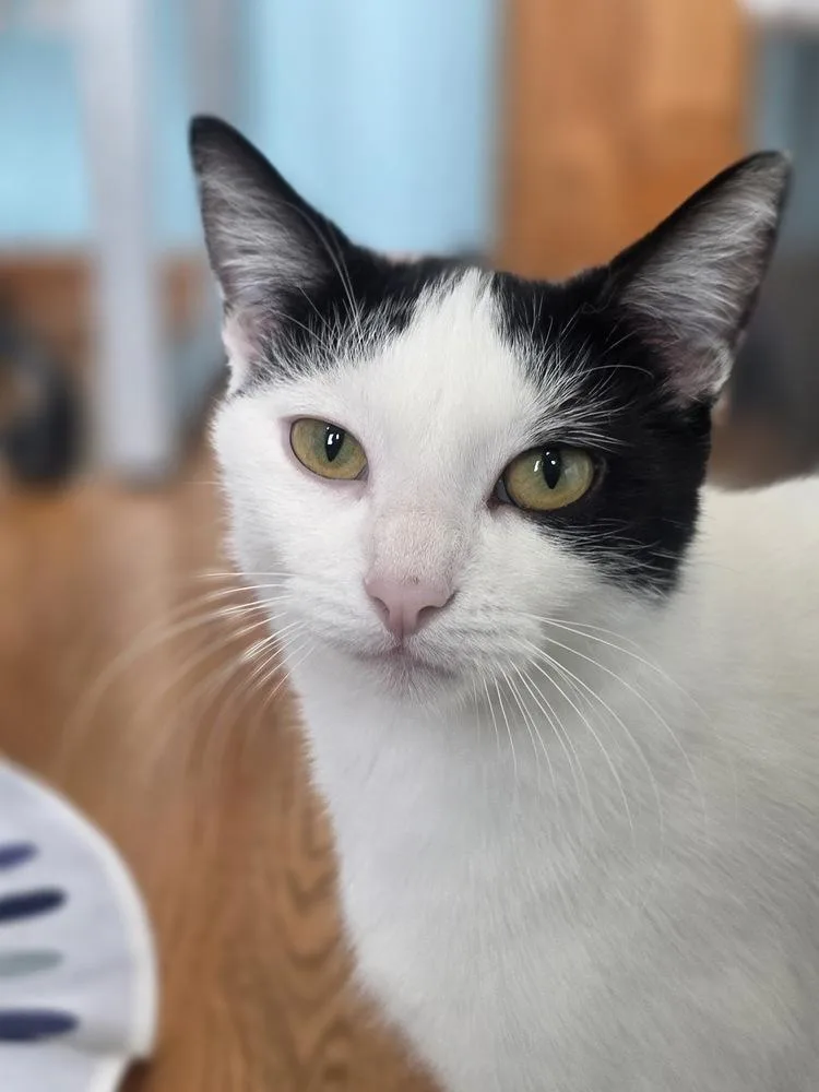 A baby small-sized female Black & White / Tuxedo Domestic Short Hair cat named Cloudy for adoption in Chicago, IL