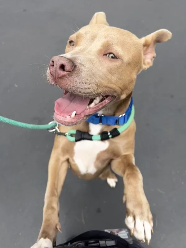 An adult large-sized female Pit Bull Terrier dog named Quinn for adoption in San Diego, CA