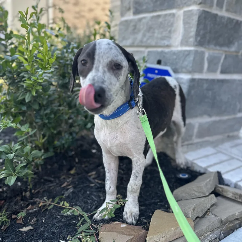 A young medium-sized male White / Cream Pointer dog named Buccee for adoption in Spring, TX