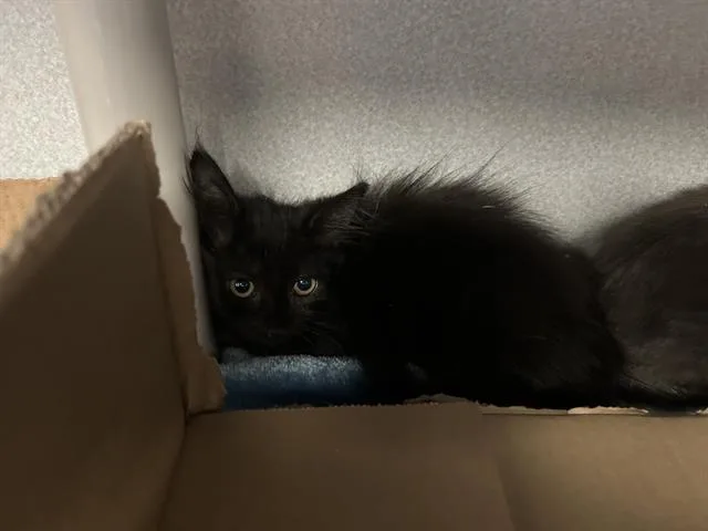 A baby medium-sized female Domestic Long Hair cat named Alba for adoption in Dallas, TX