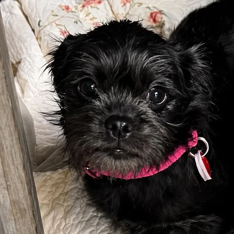 A baby small-sized female Brussels Griffon dog named Zucchini for adoption in Copiague, NY