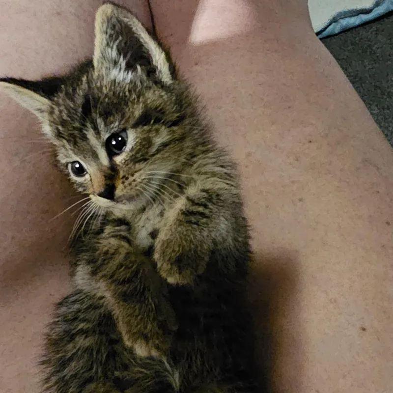 Buttercup thumbnail 2