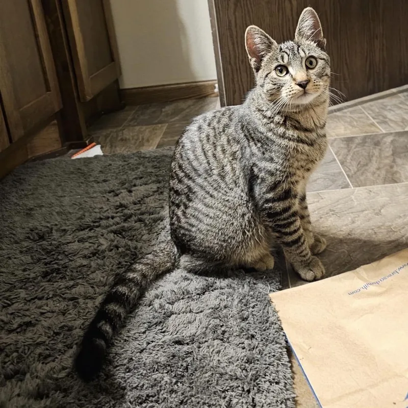 Buttercup thumbnail 3