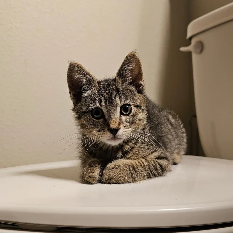 Buttercup thumbnail 4