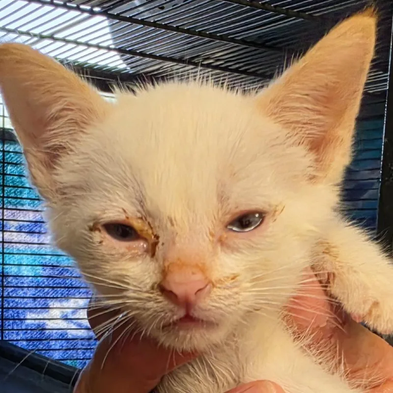 A baby small-sized female White Domestic Short Hair cat named Summer for adoption in Desert Hot Springs, CA