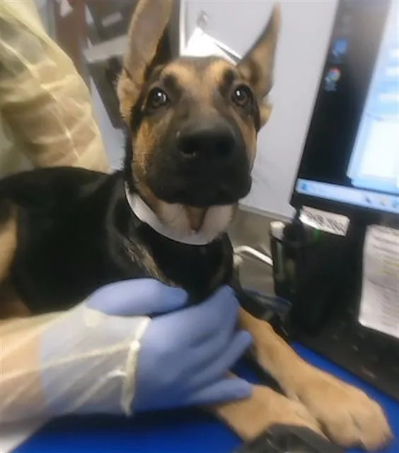 A baby large-sized female German Shepherd Dog dog named Lavender for adoption in Phoenix, AZ