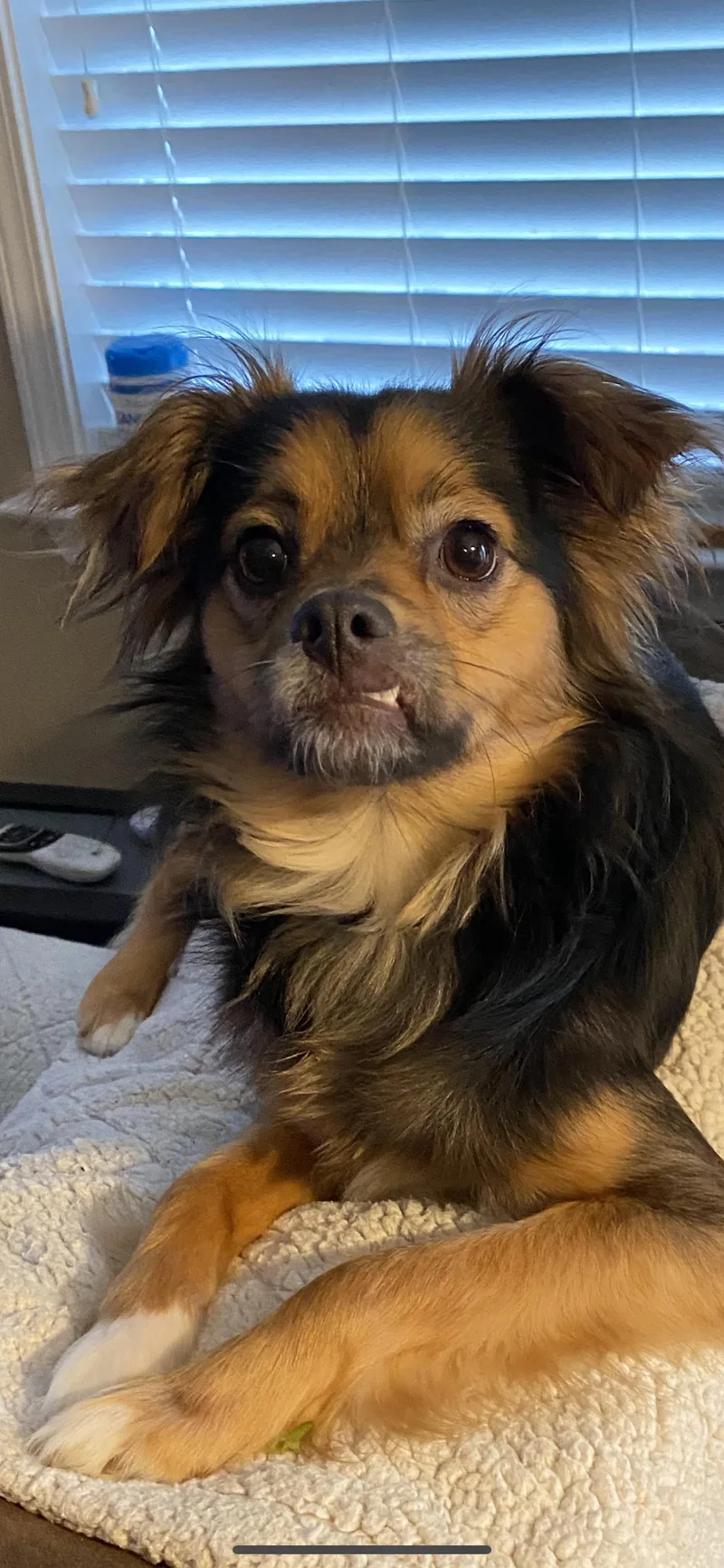 Pico Aka Tucker thumbnail 2