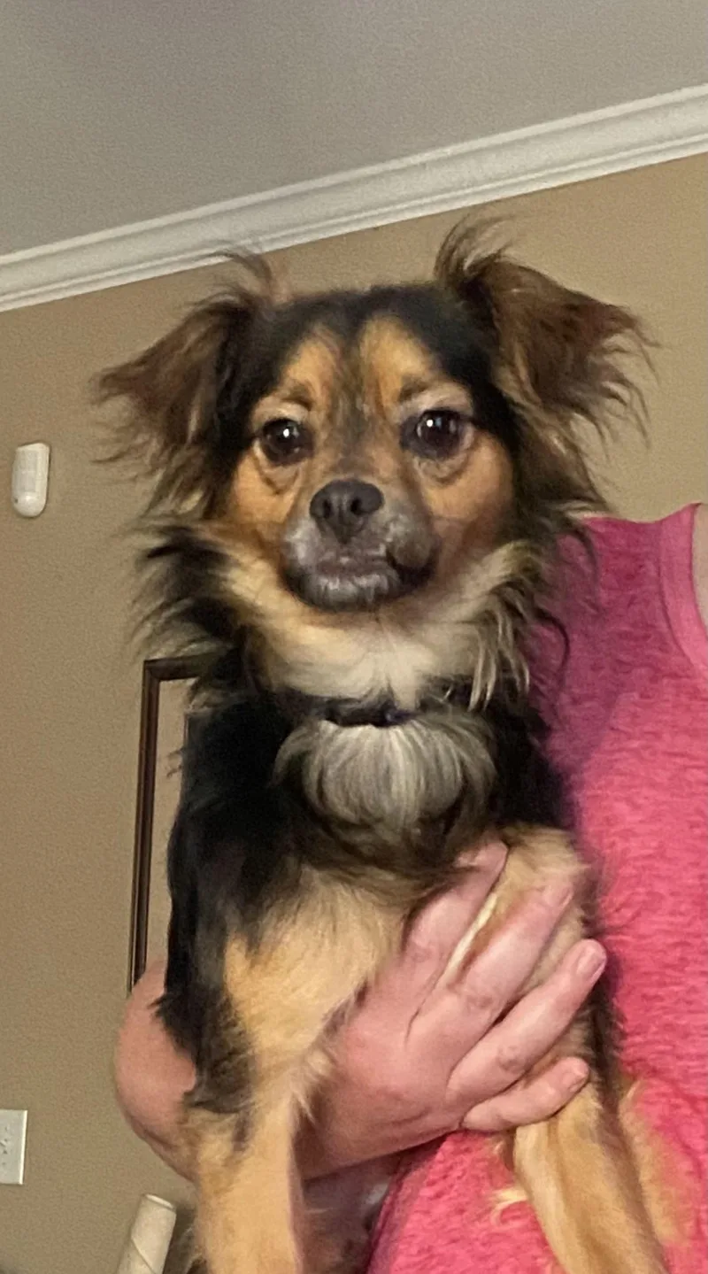 Pico Aka Tucker thumbnail 3