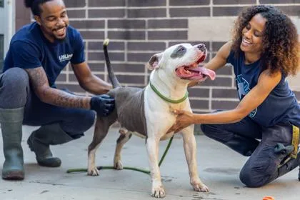An adult large-sized male Mixed Breed dog named Rockwell for adoption in Chamblee, GA