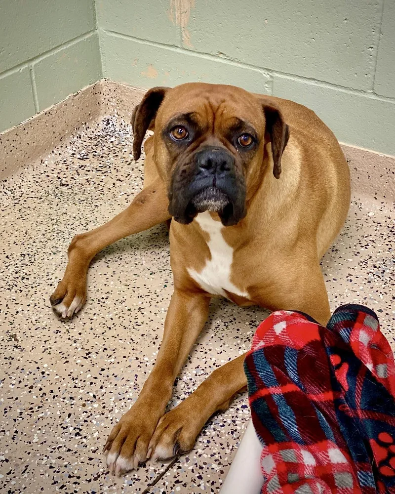 An adult large-sized female Boxer dog named Sweet Pea for adoption in Monticello, NY