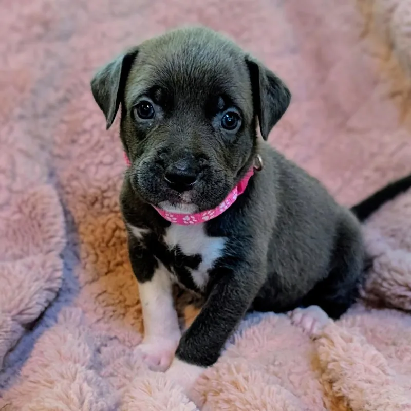 Birdie Pup  Wren thumbnail 2