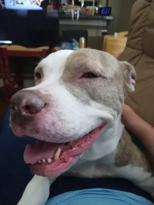 An adult medium-sized female Mixed Breed dog named Lydia for adoption in Atlanta, GA