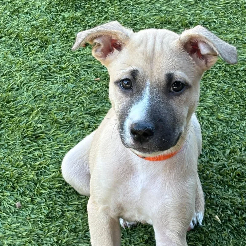 A baby medium-sized female Apricot / Beige Black Mouth Cur dog named Audrey for adoption in Williston, VT