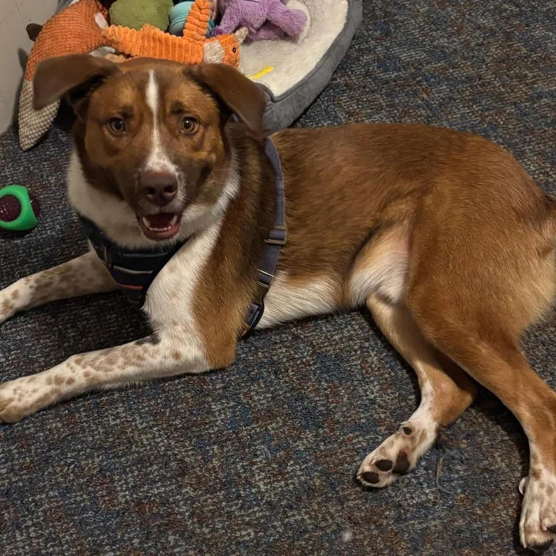 An adult medium-sized male Yellow / Tan / Blond / Fawn Australian Shepherd dog named Eddie for adoption in Normal, IL