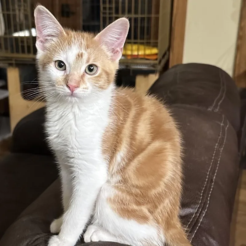 A baby small-sized female Orange / Red Domestic Short Hair cat named Gypsy for adoption in Grantsville, UT
