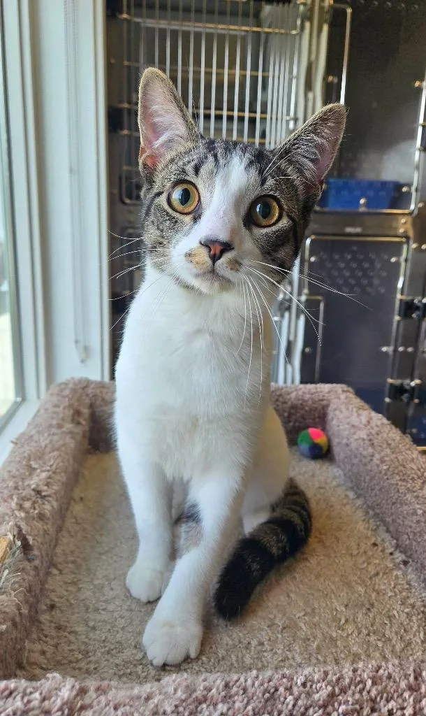 A baby small-sized male Domestic Short Hair cat named Peanut for adoption in Sidney, OH