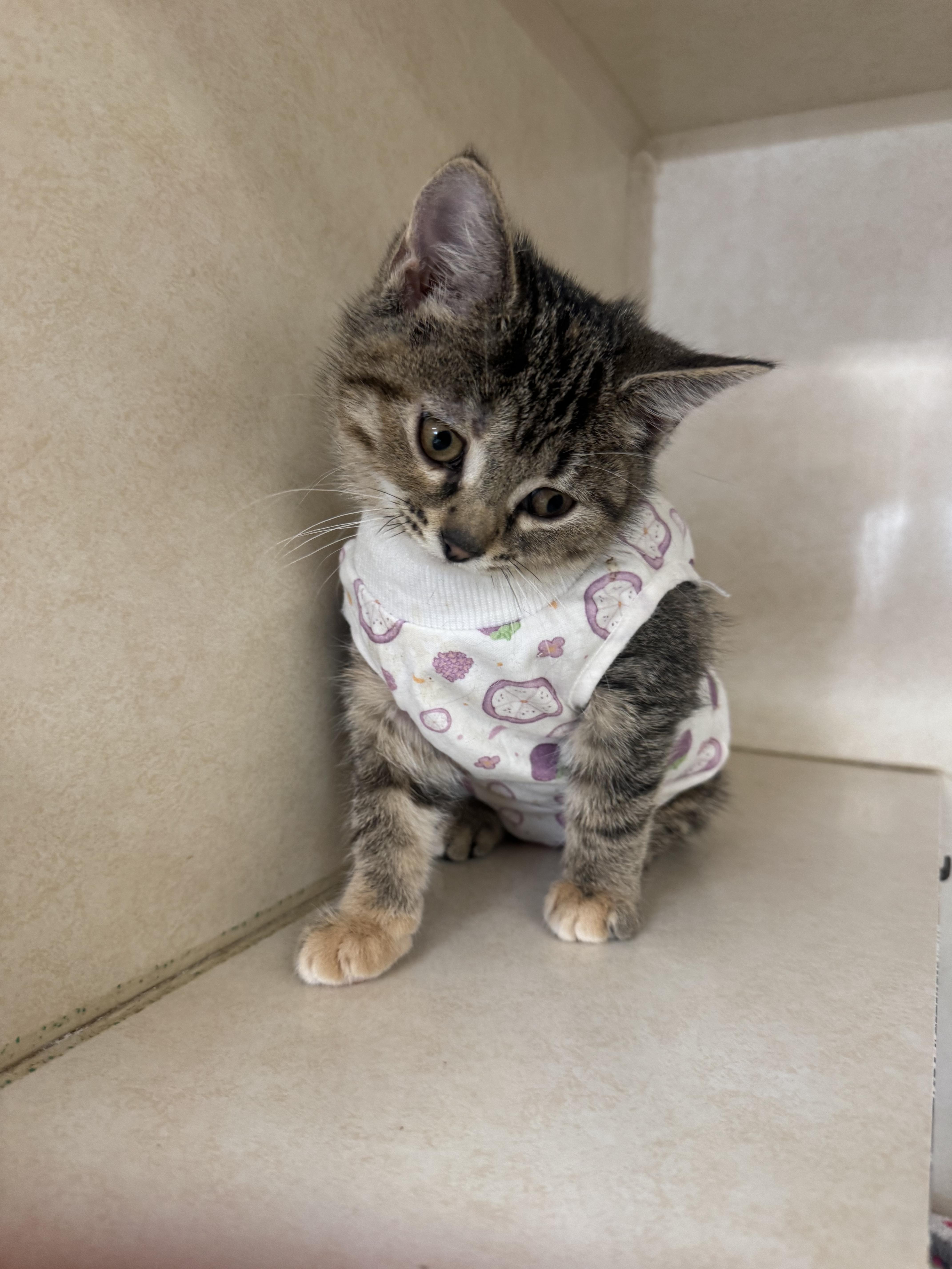 A baby small-sized female Tabby (Brown / Chocolate) Domestic Short Hair cat named Bagel and Espresso for adoption in Salem, NH