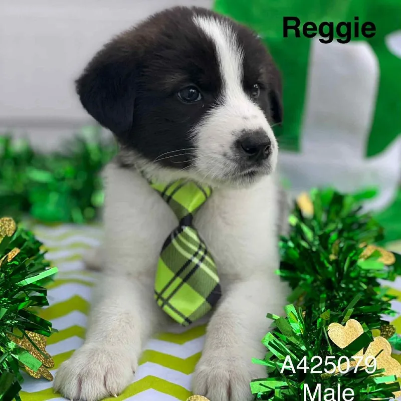 Reggie