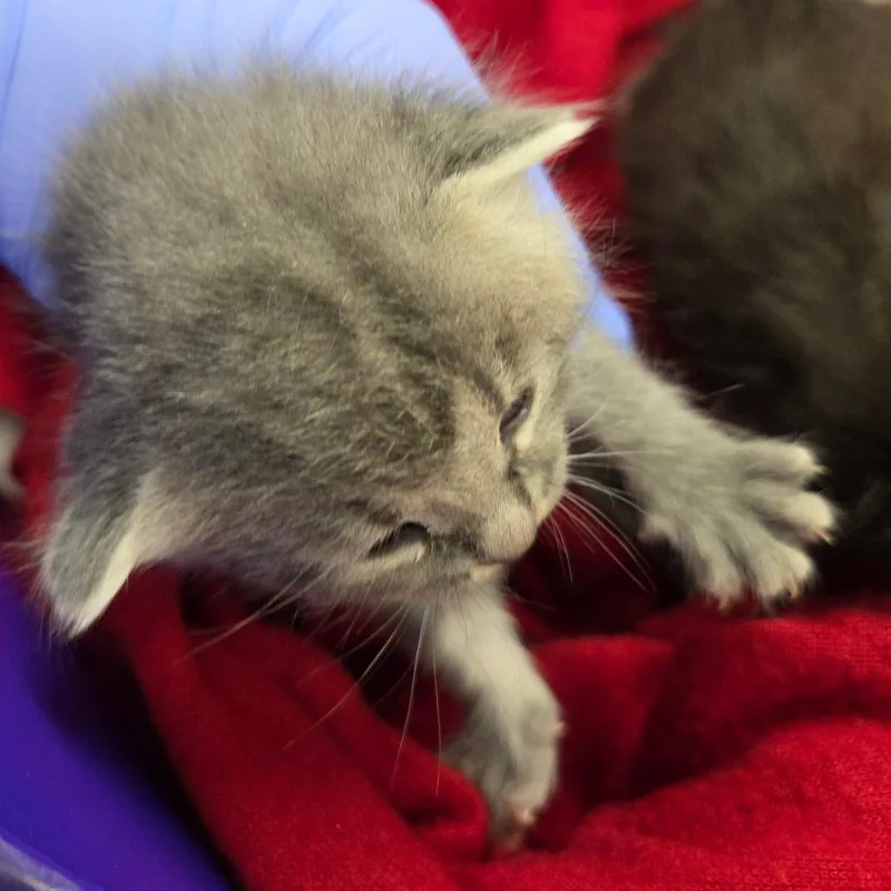 A baby small-sized female Smoke Domestic Medium Hair cat named Smokey for adoption in Chattanooga, TN