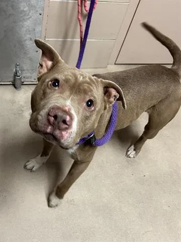 A young medium-sized male Pit Bull Terrier dog named Toruk for adoption in Dayton, OH